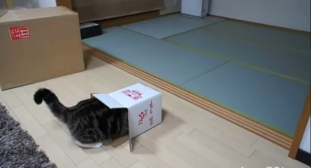 catsinboxes